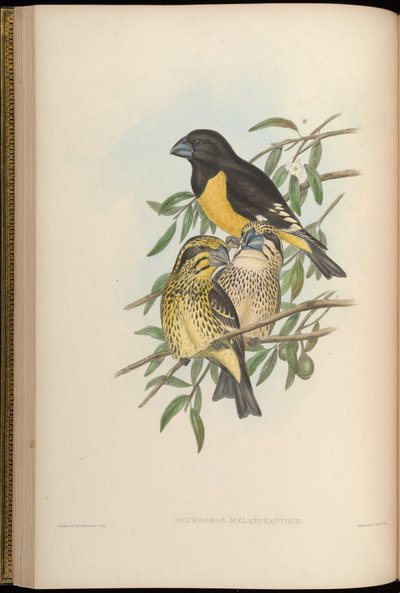 Mycerobas melanozanthos von John Gould